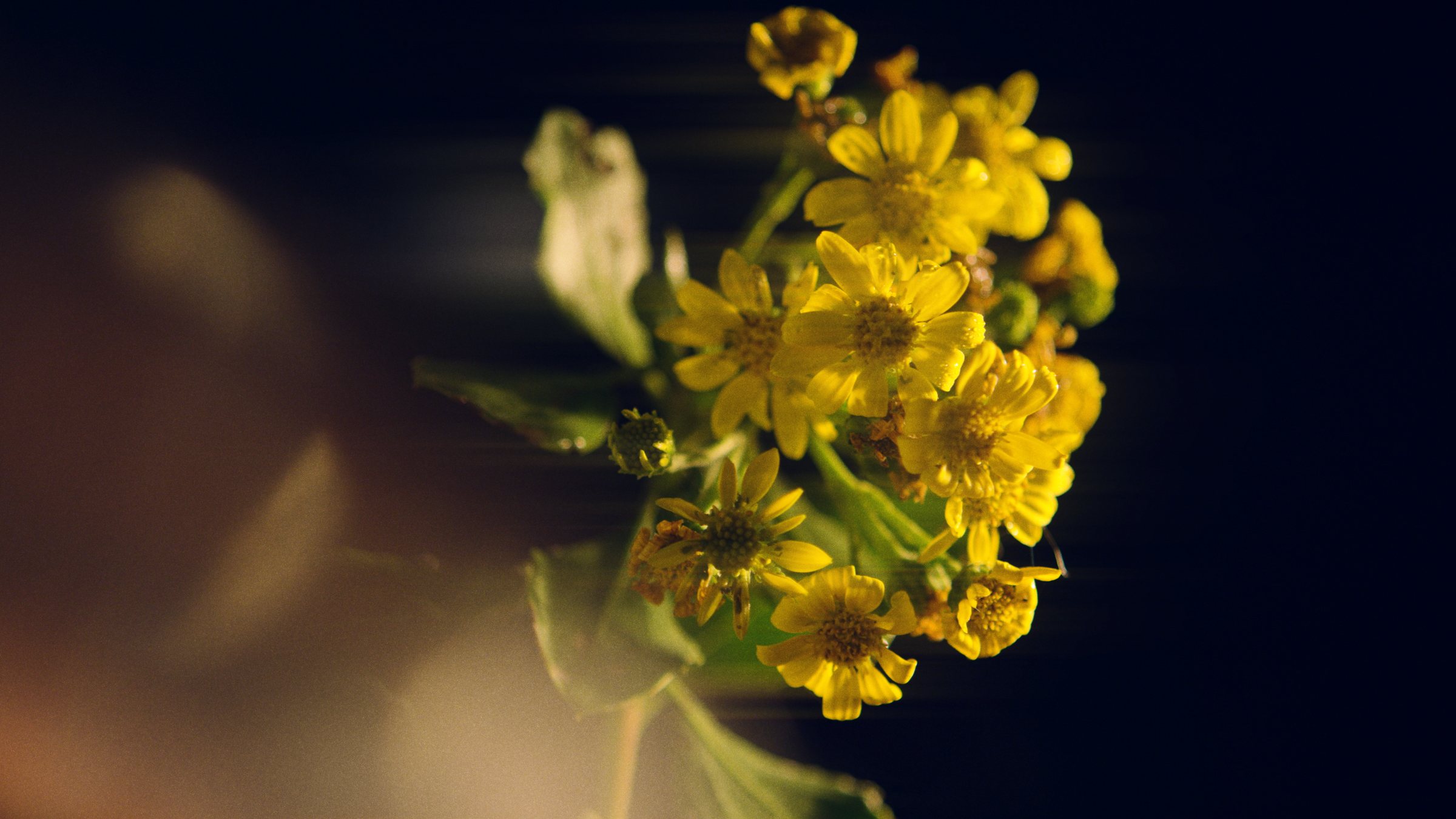 Yellow flowers against black, with ShiftBox