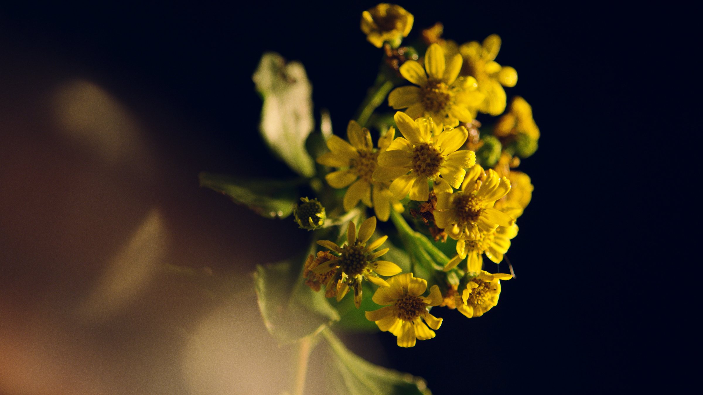 Yellow flowers against black, before